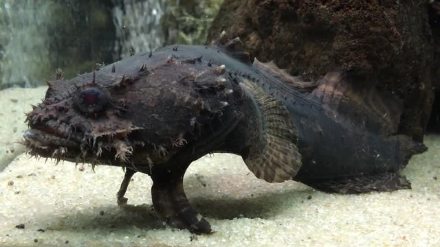Fish-toad fish-lion / Unusual fish with thorns on the head lies at the bottom of the aquarium