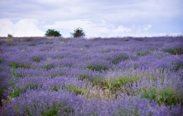 Fototapeta na wymiar View of lavender in the field in the morning at dawn in summer in Bulgaria