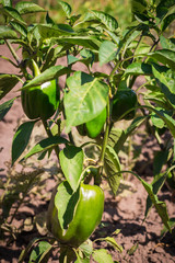 Growing sweet green peppers in garden