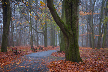 Listopadowy poranek w parku © Mariusz Stoszewski