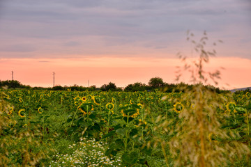 Fototapeta na wymiar Field of grass at dawn, sunflowers and spike early in the morning