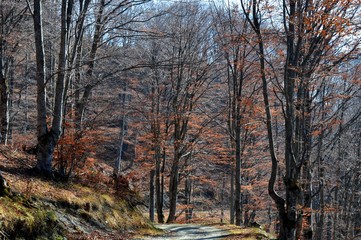 trees in the forest in autumn
