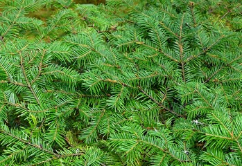 natural background, closeup of lush green pine tree branches 