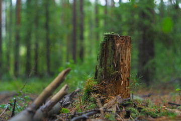 stump in the forest