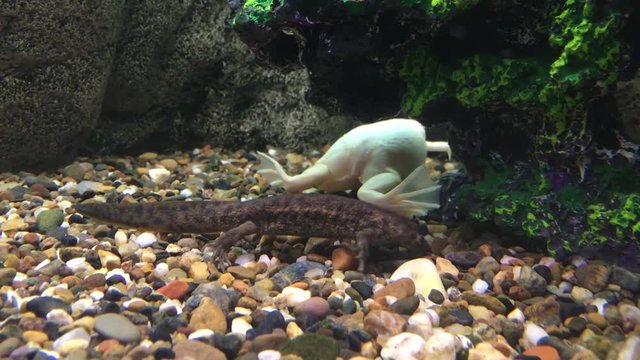 Newts and frogs / Newts and frogs swim under water at the bottom of the aquarium