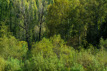 Fototapeta na wymiar Dried trees in forest