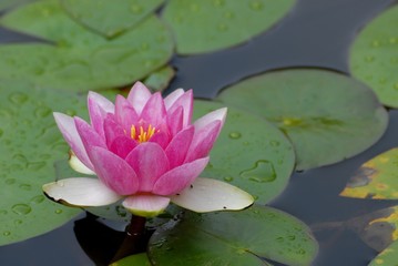 closeup of a pink water lily