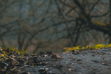 Autumn trail 