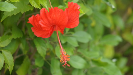 Roter Hibiskus © Tatinka