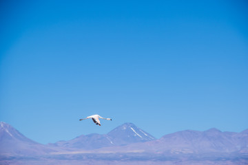 flamingo in atacama 4