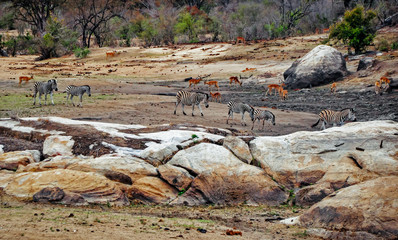 Herd of Zebras Walking to the Waterhole