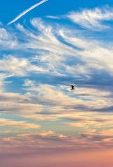 Blue sky with clouds, a seagull and contrails at sunset