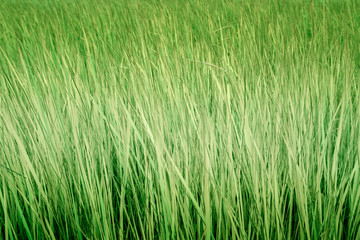 green grass background