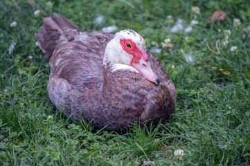 A close up of a bright eyed muscovy duck against a bokeh background.