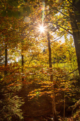 Herbst - Sonne - Laub - Wald - bunt - Stimmung