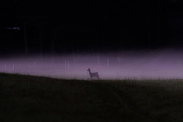 Naklejka na ściany i meble Deer in morning mist