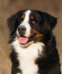 portrait of a bernese mountain dog outdoor