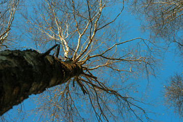 Late autumn. Birch forest without leaves against  the blue sky, bottom up.