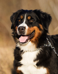 Fototapeta premium portrait of a bernese mountain dog outdoor