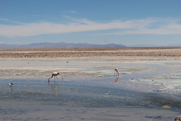 Fototapeta na wymiar flamingos on salt lake 1