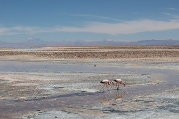 Fototapeta na wymiar flamingos on salt lake 1