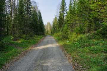 Naklejka premium Dirt road in taiga