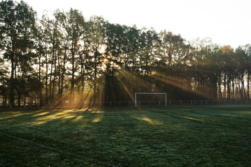 rayon de soleil dans les bois