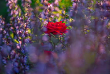 Bright red rose among purple flowers of sage