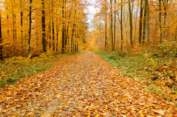 Autumn in the park.Road through the forest