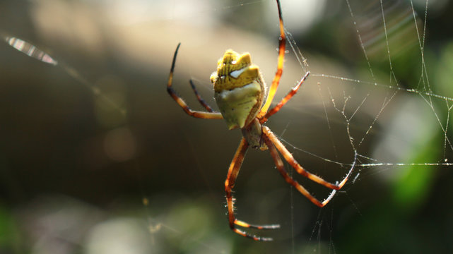 yellow-green spider upside down on spider's web