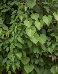 Green leaf in garden