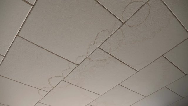 Water damage and brown stains on white ceiling tiles in home. Handheld shot with stabilized camera.