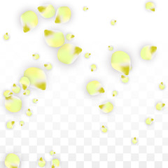 Vector Realistic Pink Petals Falling on Transparent Background.  Spring Romantic Flowers Illustration. Flying Petals. Sakura Spa Design. Blossom Confetti.