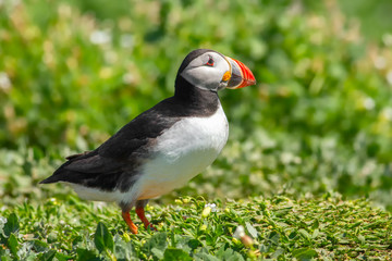 Puffin standing on the green grass in England