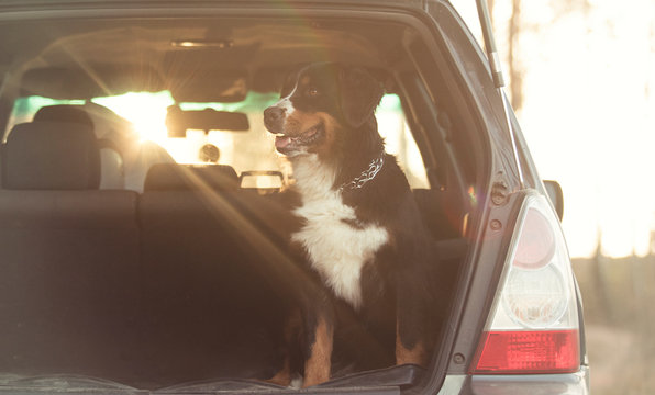 Dog Rides In The Trunk Of Car