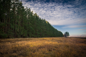 Obraz premium Yellow dry grass near the coniferous forest under the blue sky in autumn