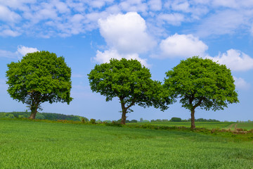 Fototapeta na wymiar Drei Bäume