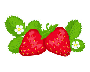 Strawberry berries with leaves and flowers vector illustration i