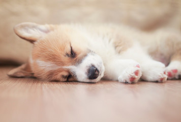  cute homemade puppy of corgi sleeps peacefully on wooden floor in the house stretching out small paws and closing his eyes