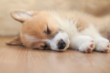  cute homemade puppy of corgi sleeps peacefully on wooden floor in the house stretching out small paws and closing his eyes