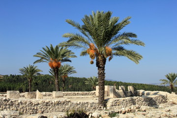 Date palms amid the ruins of Megiddo. Tel Megiddo National park, Israel