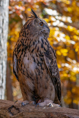 Great Horned Owl in the woods