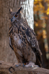 Great Horned Owl in the woods
