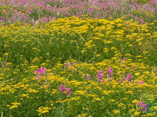 Field of flowers as a background in early spring