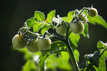 Tomatoes on Tree.