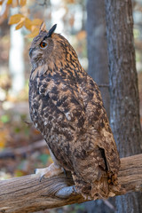 Eagle Owl in the woods