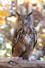 Great Horned Owl in the woods