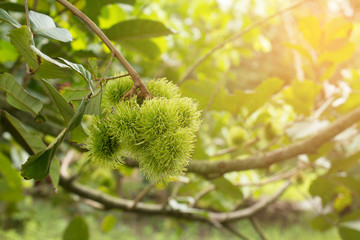 Rambutan fruit on plant, File dimensions 5472 x 3648  pixels