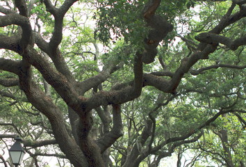 Fototapeta na wymiar Mighty crown oak green foliage in Jacksonville, Florida