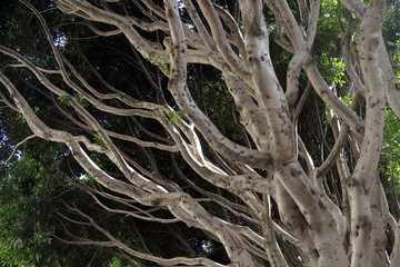 Naked tree branches of coral tree. San Francisco, California.